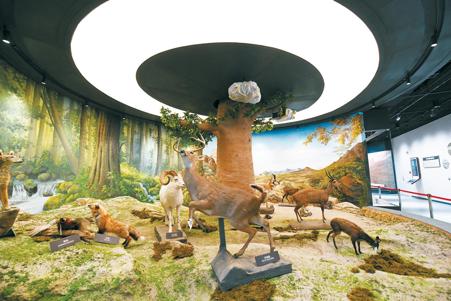 山西地质博物馆"自然精灵"世界野生动物展厅试开放