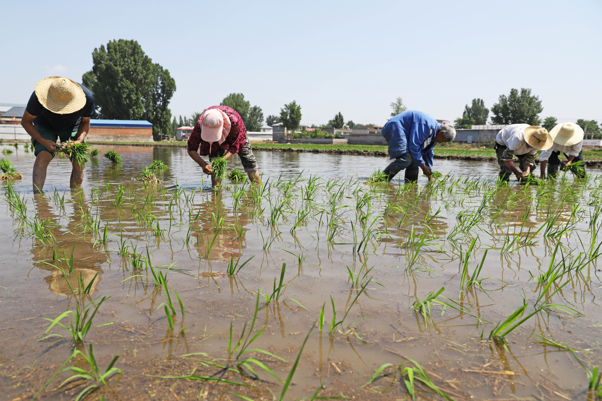 一线镜头|河北涿州:万亩水稻插秧忙
