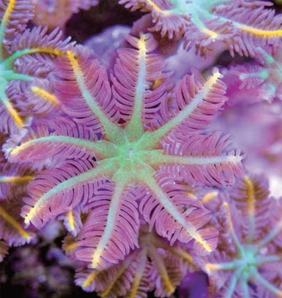 自然物语|那些令人惊艳的海洋生物