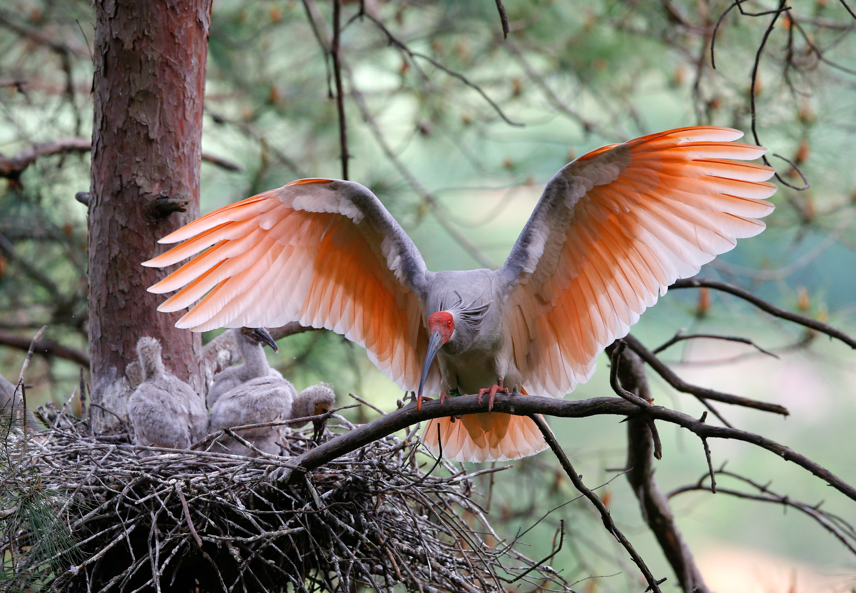 国家林草局野生动植物保护司司长王维胜介绍,我国野生动物种类丰富