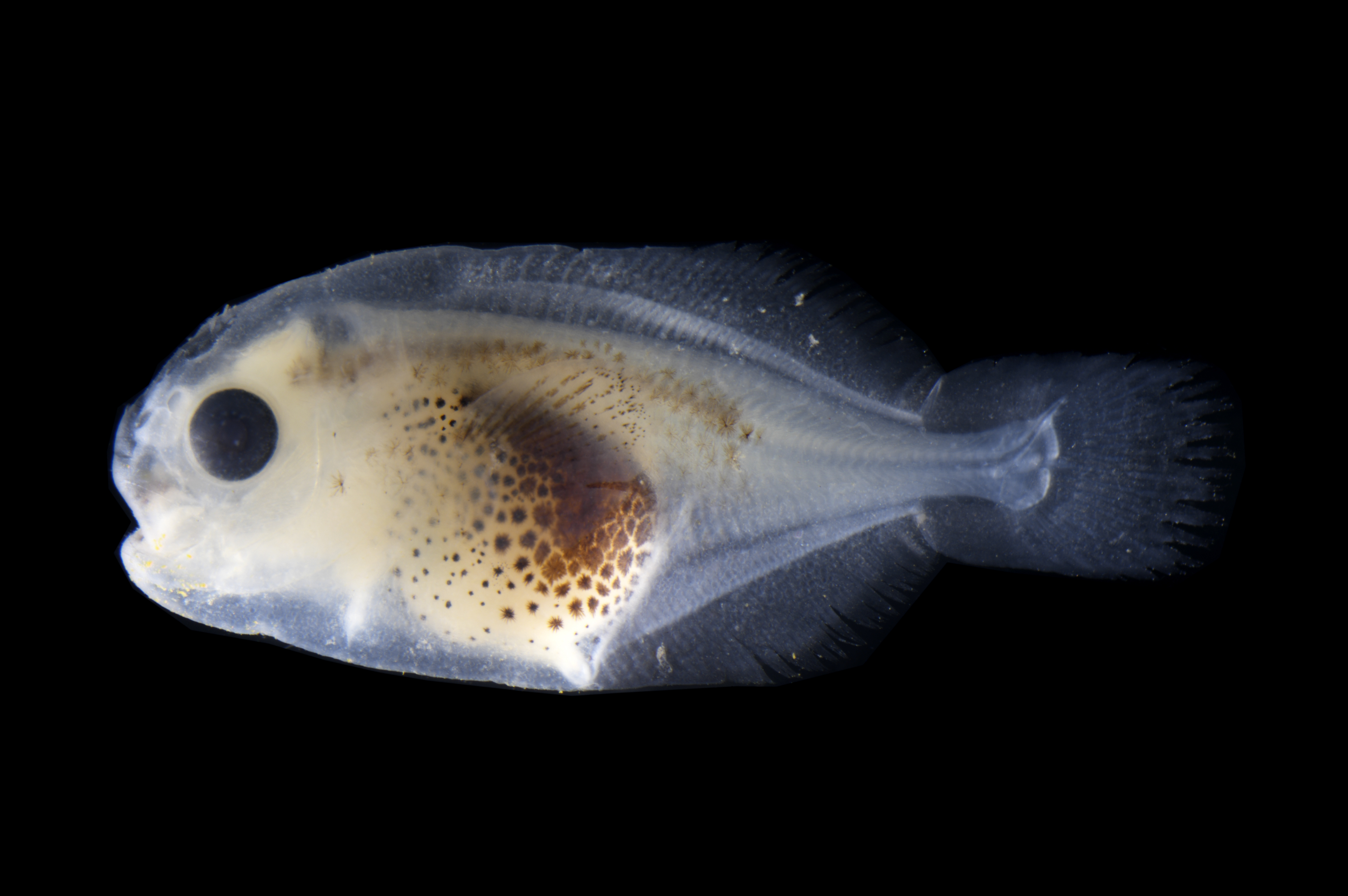 揭开鱼类浮游生物"面纱"