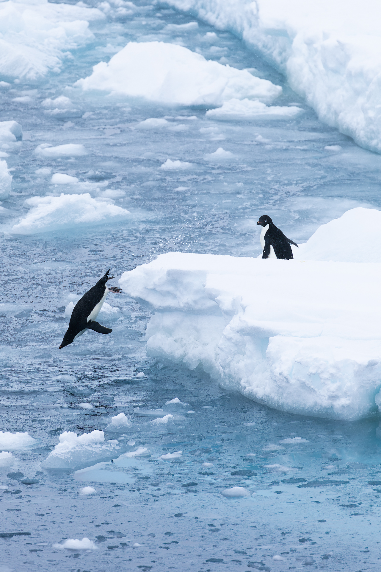 神奇动物在南极