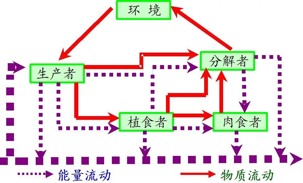科学网—生态系统中的物质循环 - 王从彦的博文